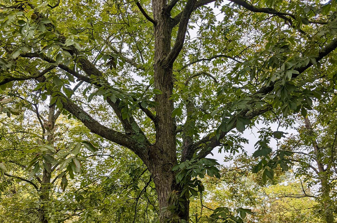 Hickory, Shellbark (Bareroot)