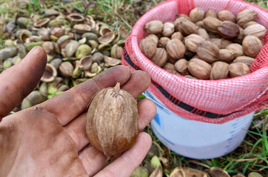 Hickory, Shellbark (Bareroot)