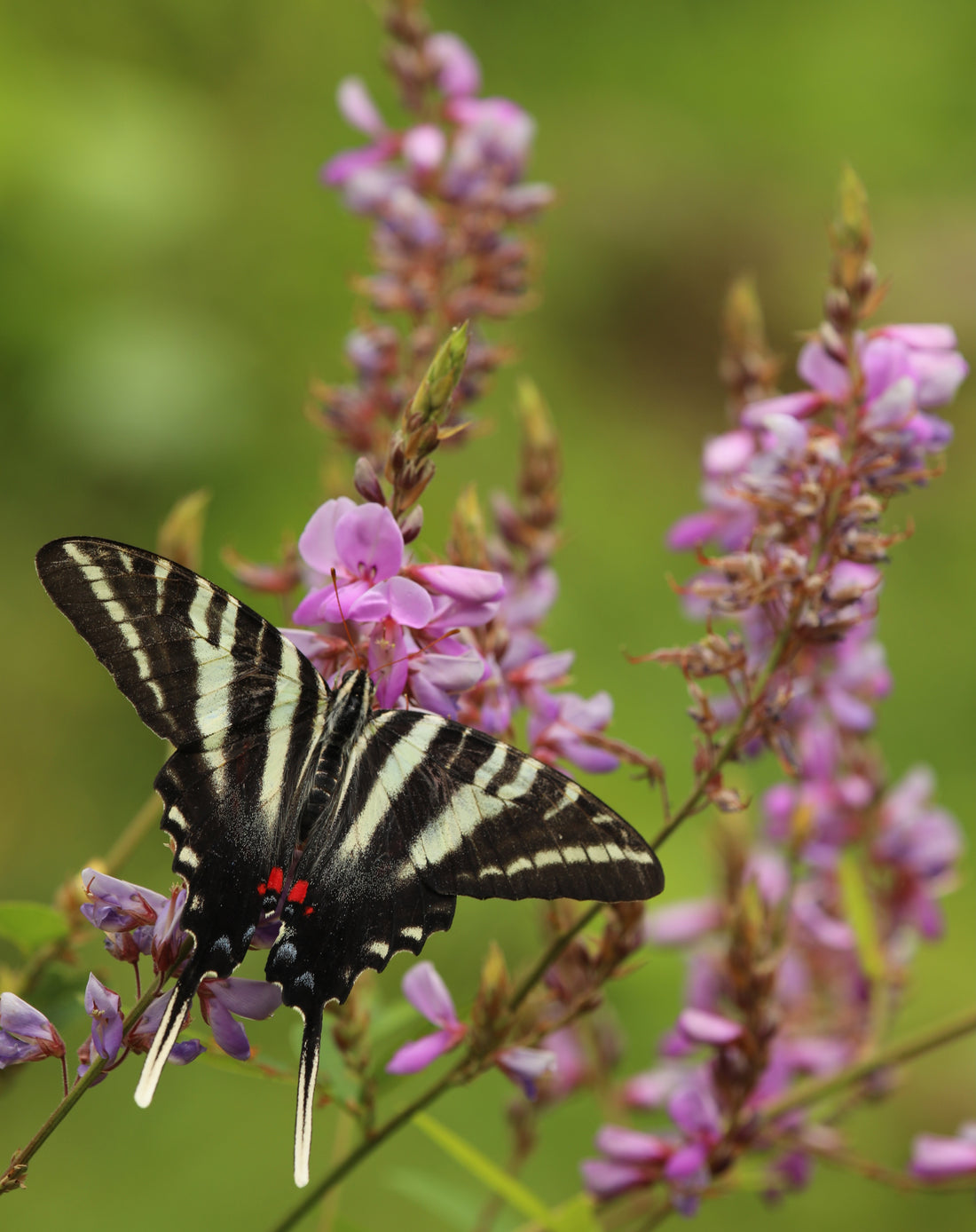 Showy Tick Trefoil (Potted)
