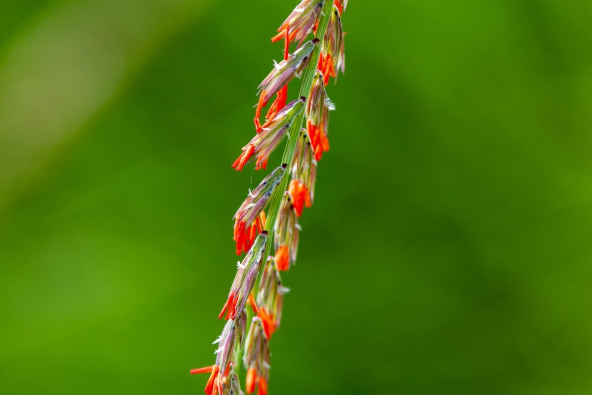 Sideoats Grama (Potted)