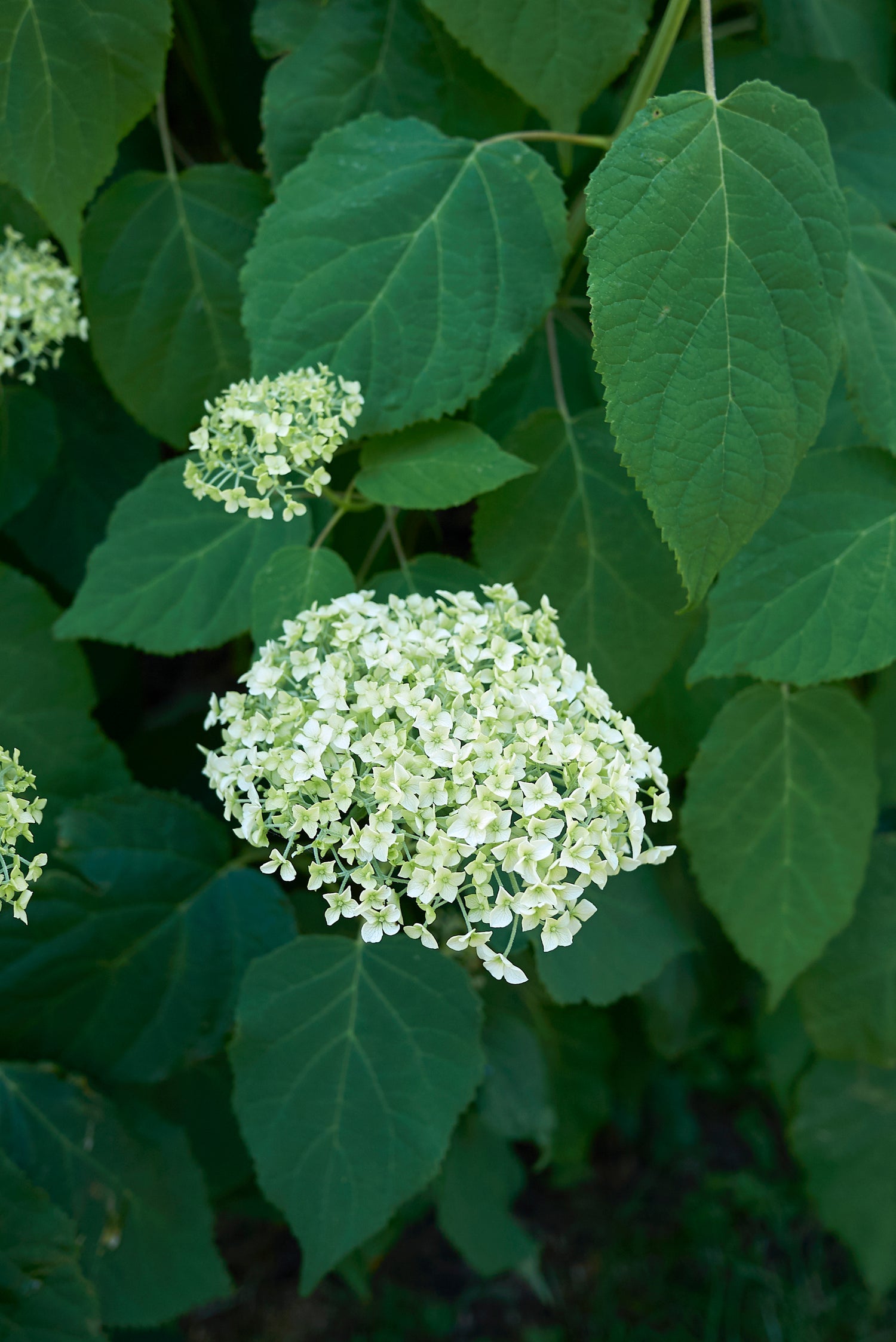Smooth Hydrangea (Potted)