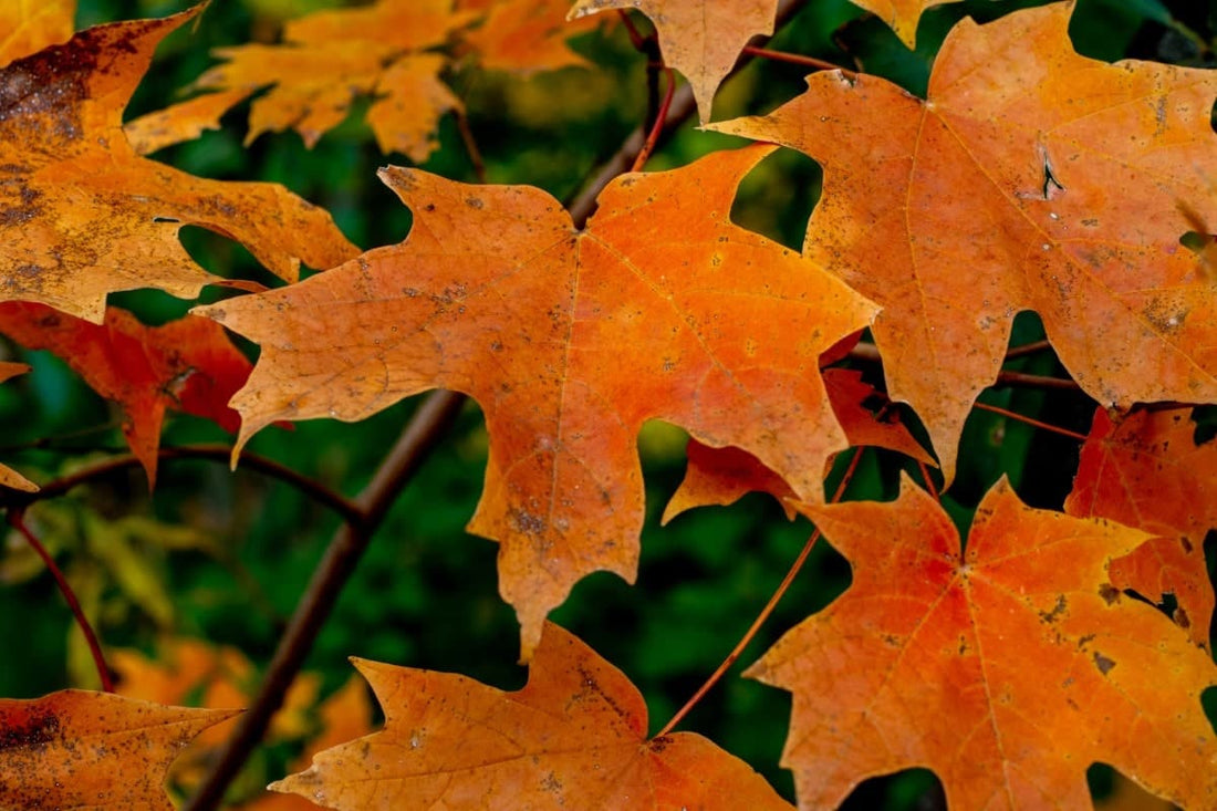 Maple, Sugar (Potted)