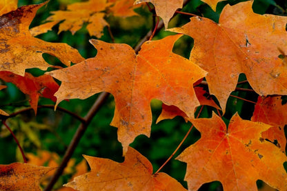 Maple, Sugar (Potted)
