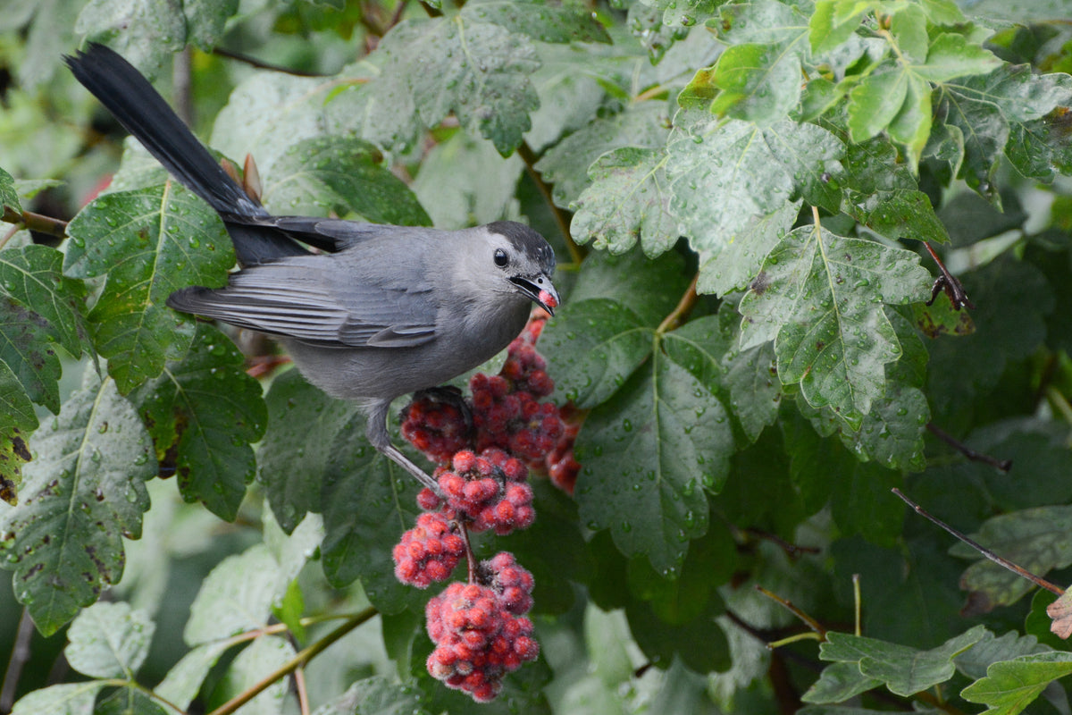 Catbird enjoying Rhus aromatica berries in NYC