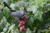 Catbird enjoying Rhus aromatica berries in NYC