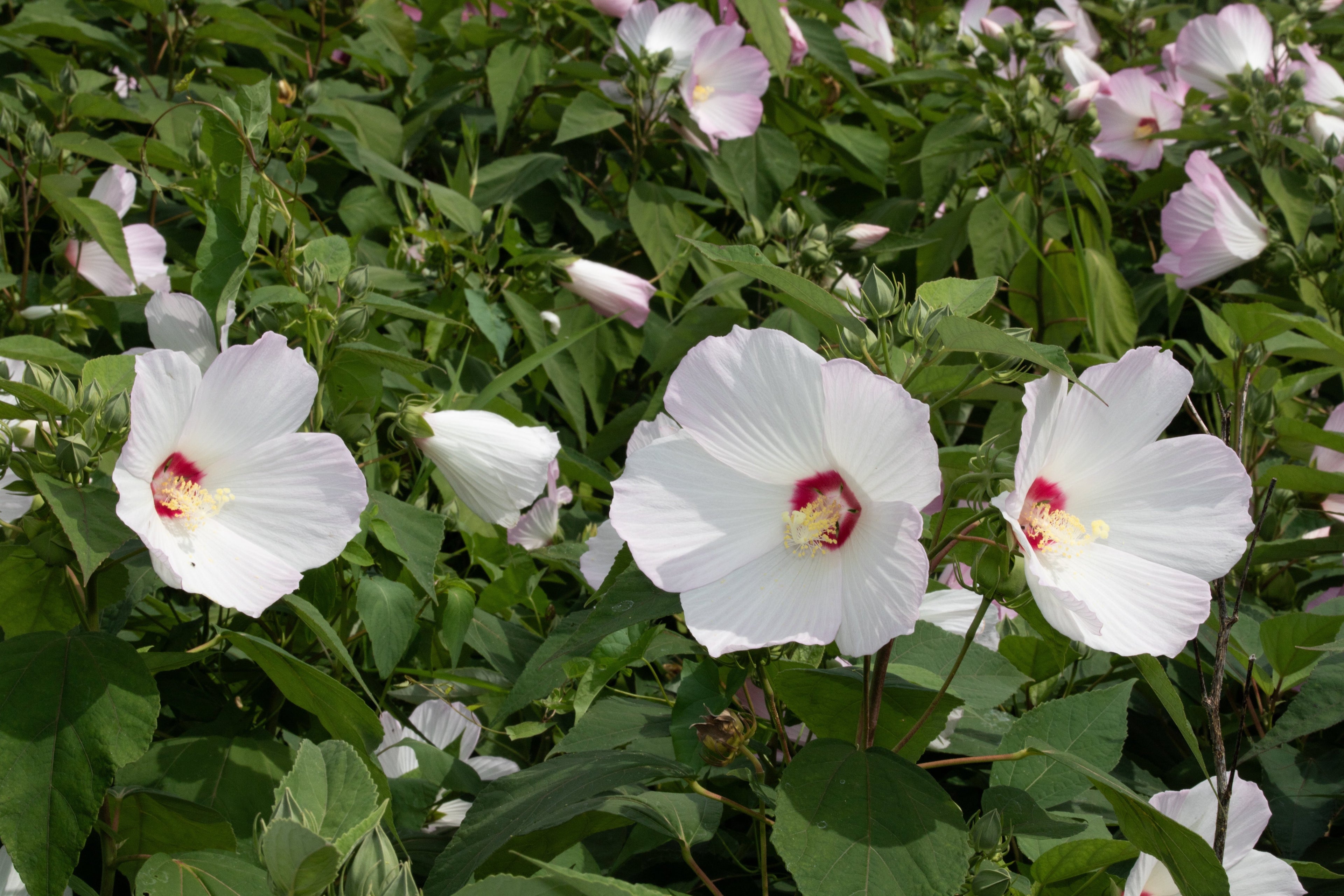 Swamp Rosemallow (Potted)
