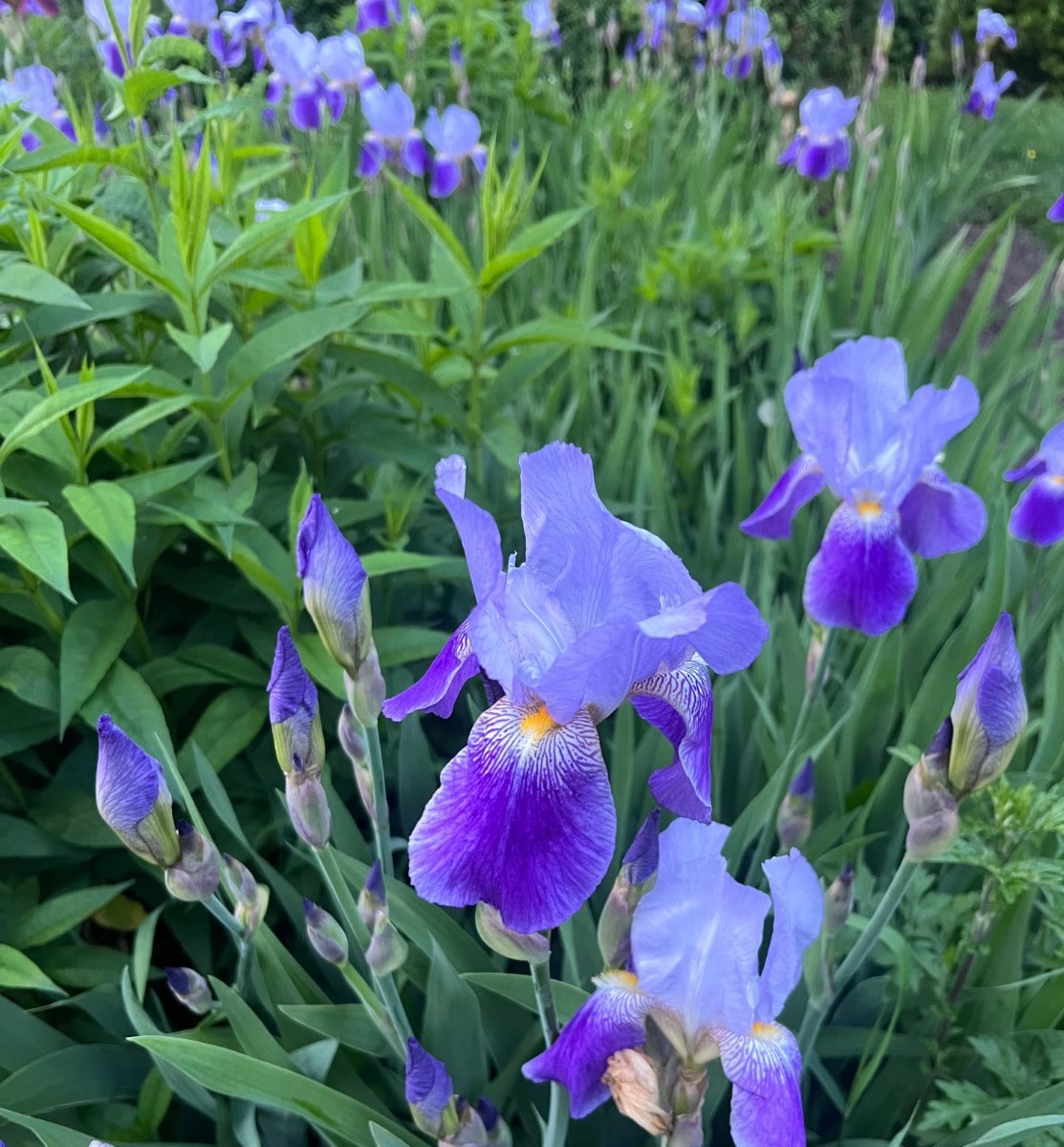 Blue Flag Iris (Potted)