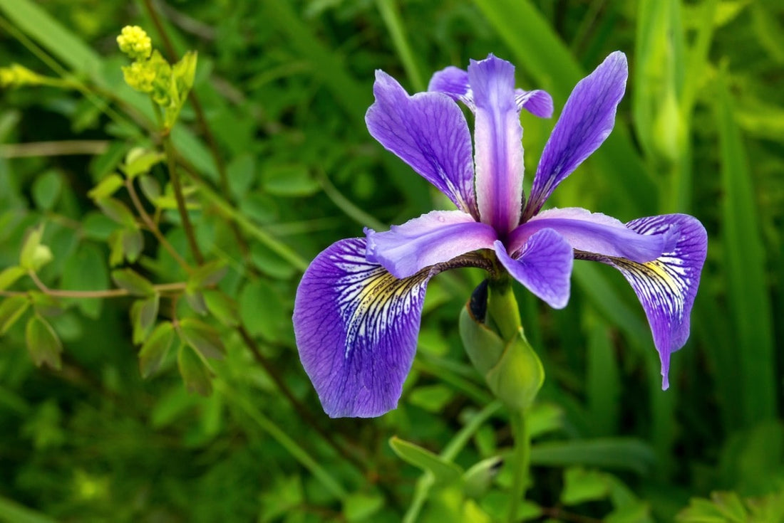 Blue Flag Iris (Potted)