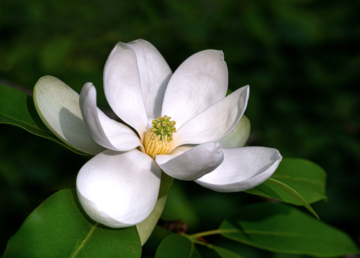 Close up of Magnolia virginiana flower