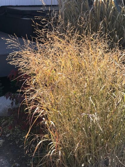 Switchgrass (Potted)