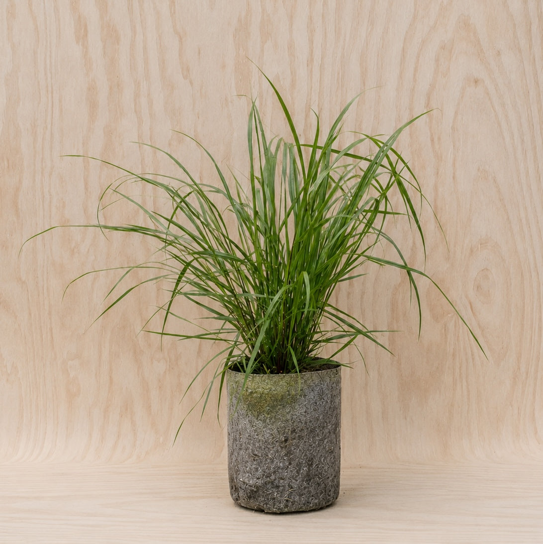 Switchgrass (Potted)
