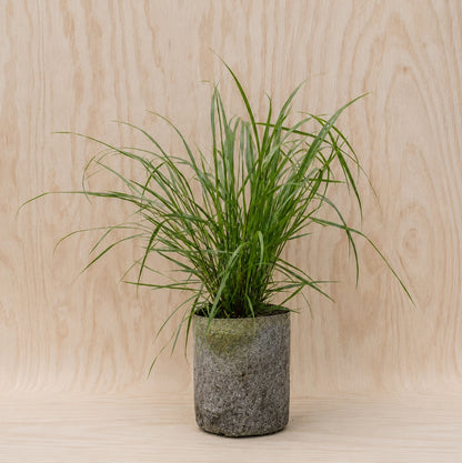 Switchgrass (Potted)