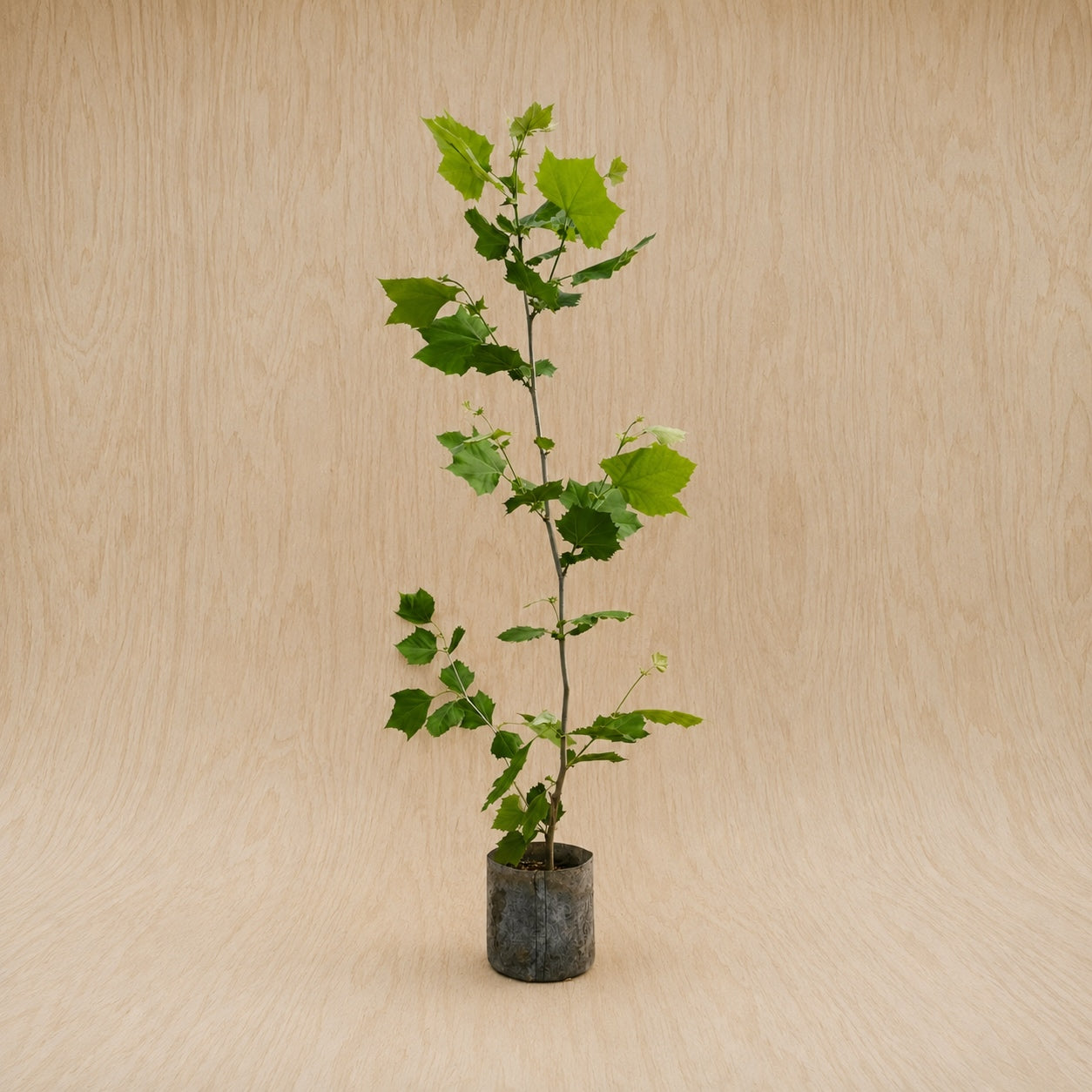 Sycamore (Potted)