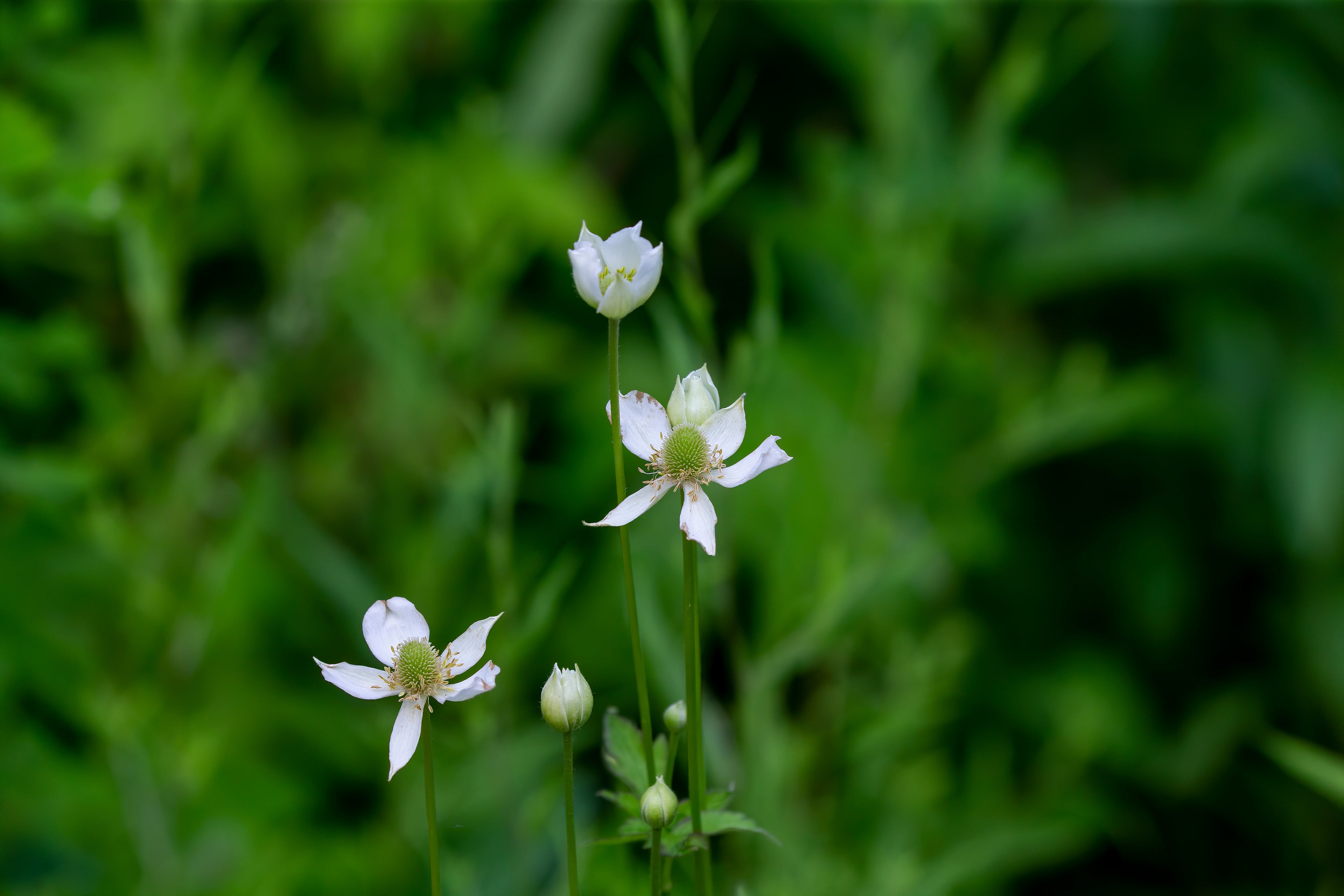 Tall Thimbleweed (Potted)