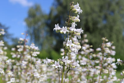 Foxglove Beardtongue (Potted)