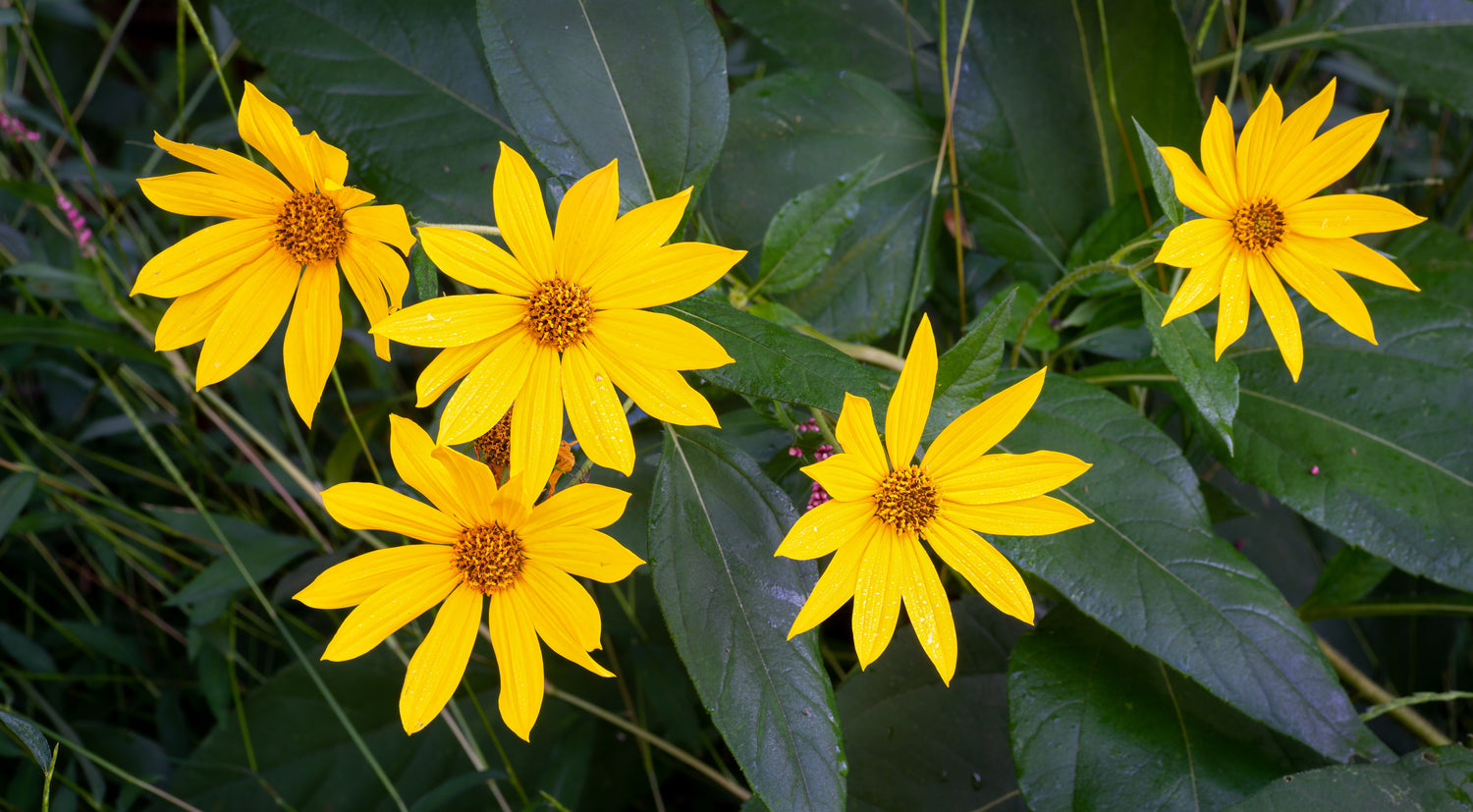 Thinleaf Sunflower (Potted)