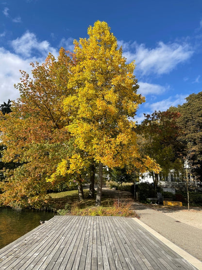 Tulip Poplar (Bareroot)