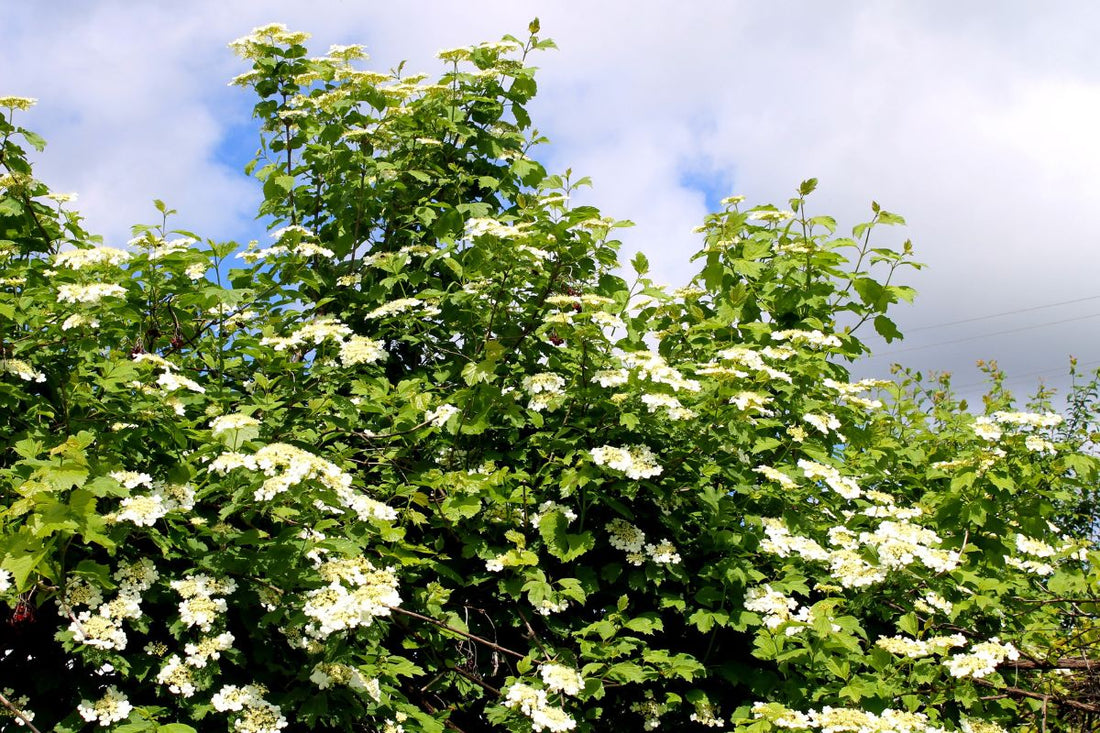 Viburnum, Arrowwood (Bareroot)