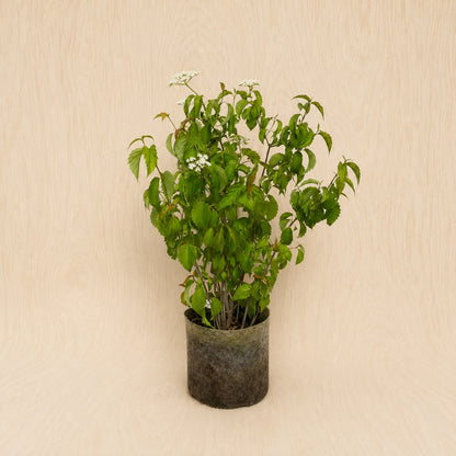 Viburnum, Arrowwood (Potted)