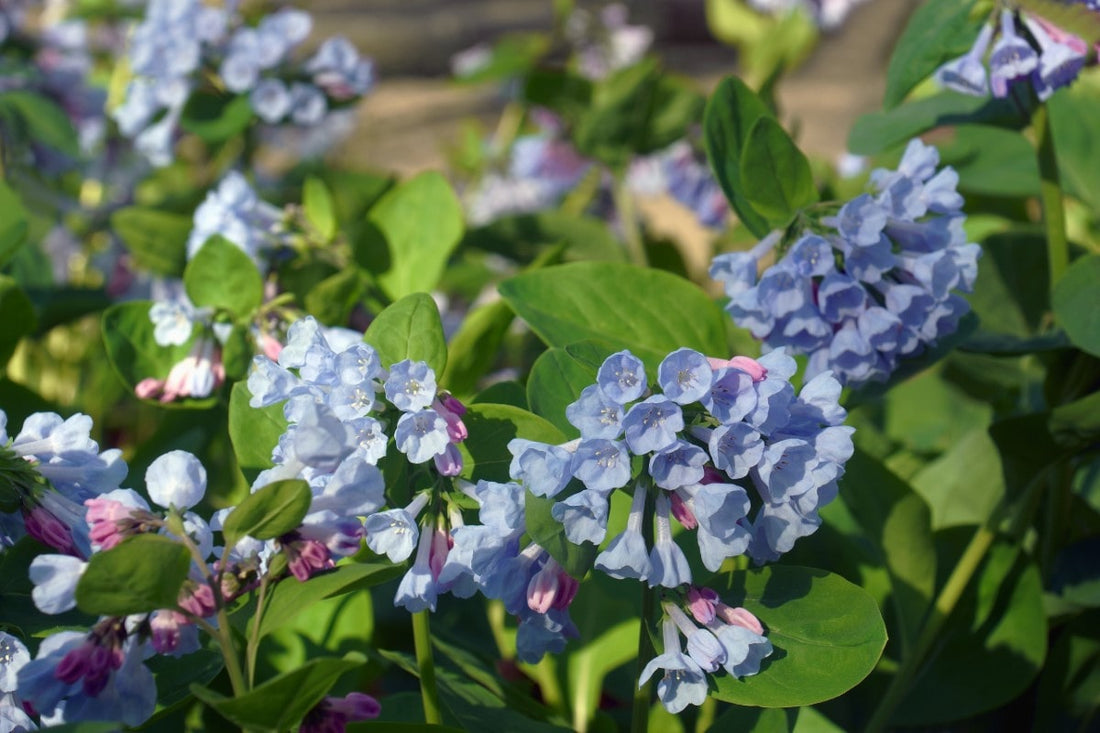 Virginia Bluebells (Potted)