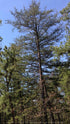 Pinus virginiana&