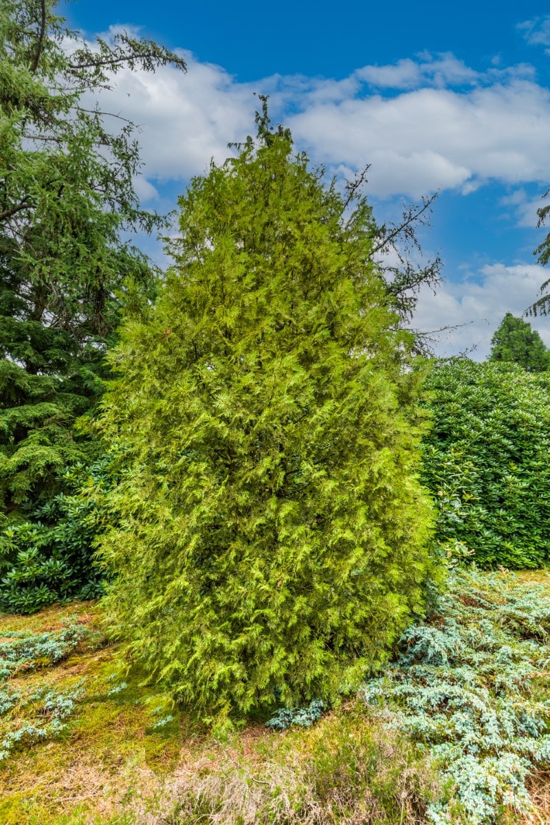 White Cedar, Eastern (Potted)