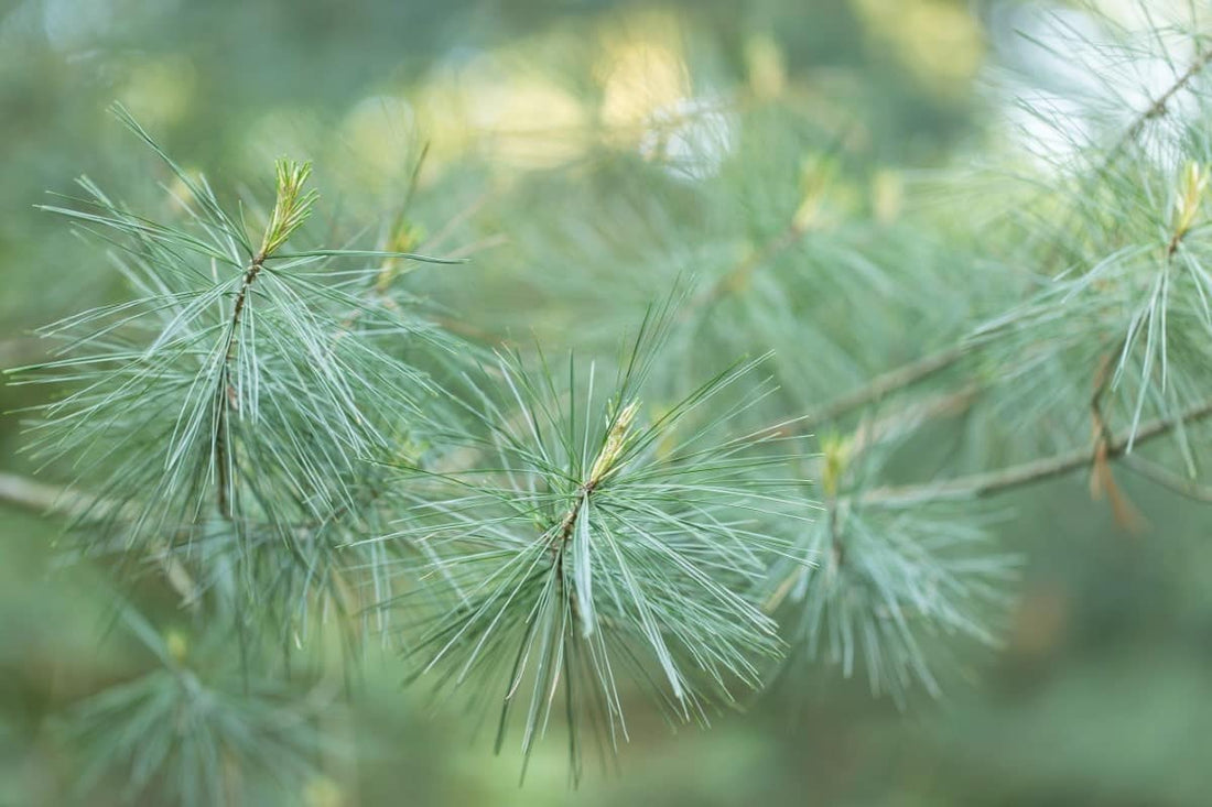 White Pine (Bareroot)