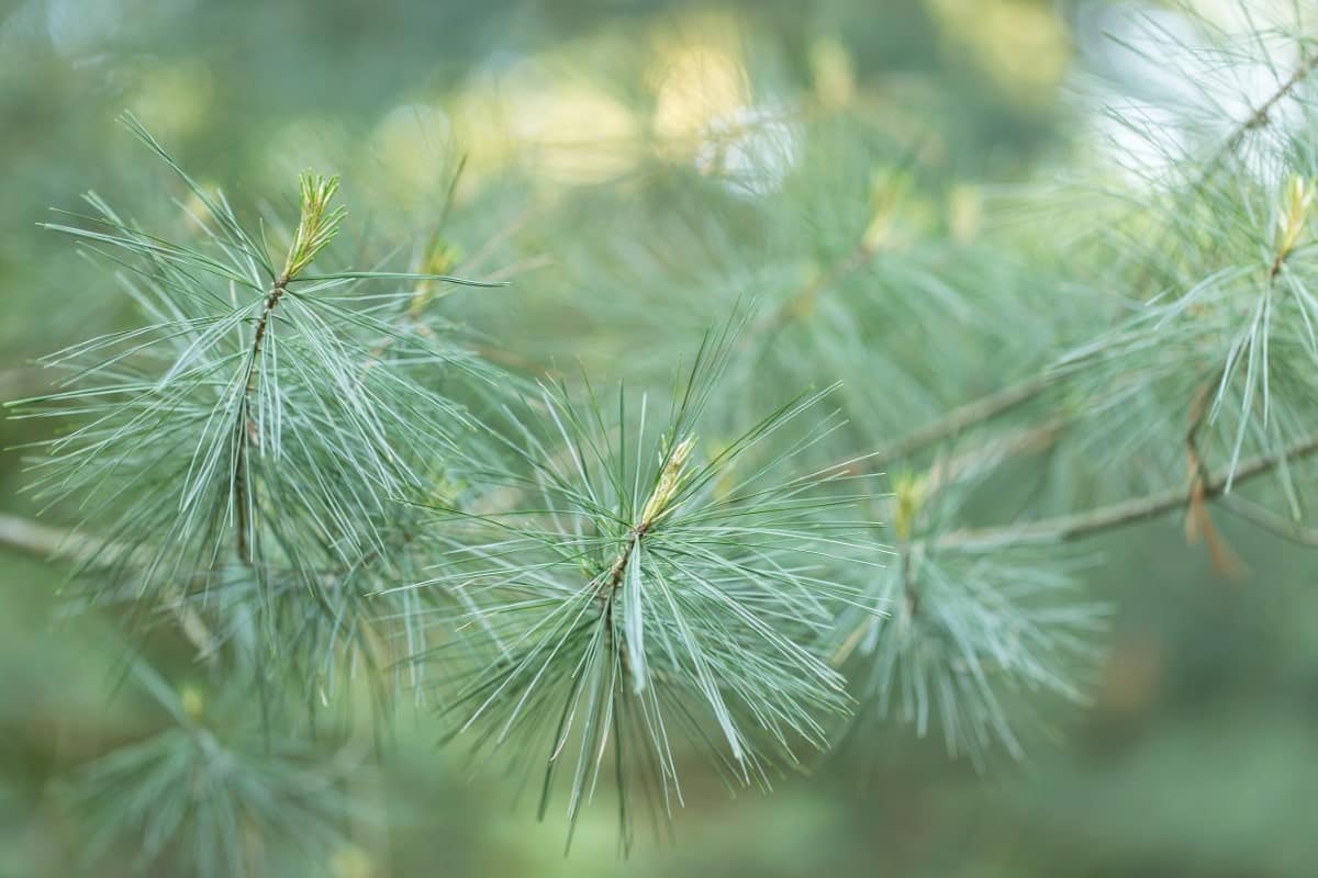 White Pine (Bareroot)