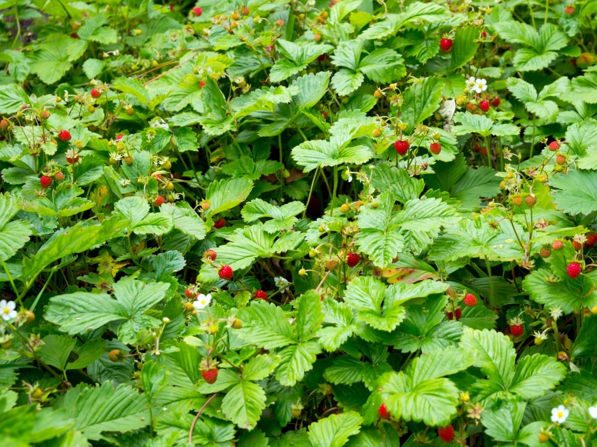 Wild Strawberry (Potted) – Arthur's Point Farm