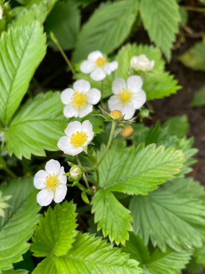 Wild Strawberry (Potted)