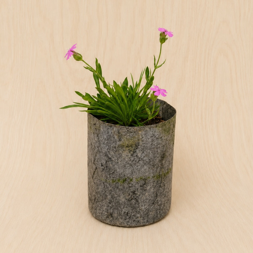 Wild Pink (Potted)