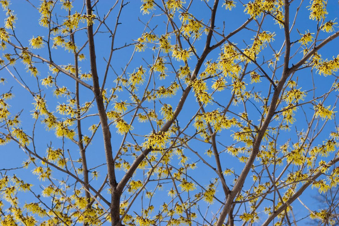 Witch Hazel (Bareroot)