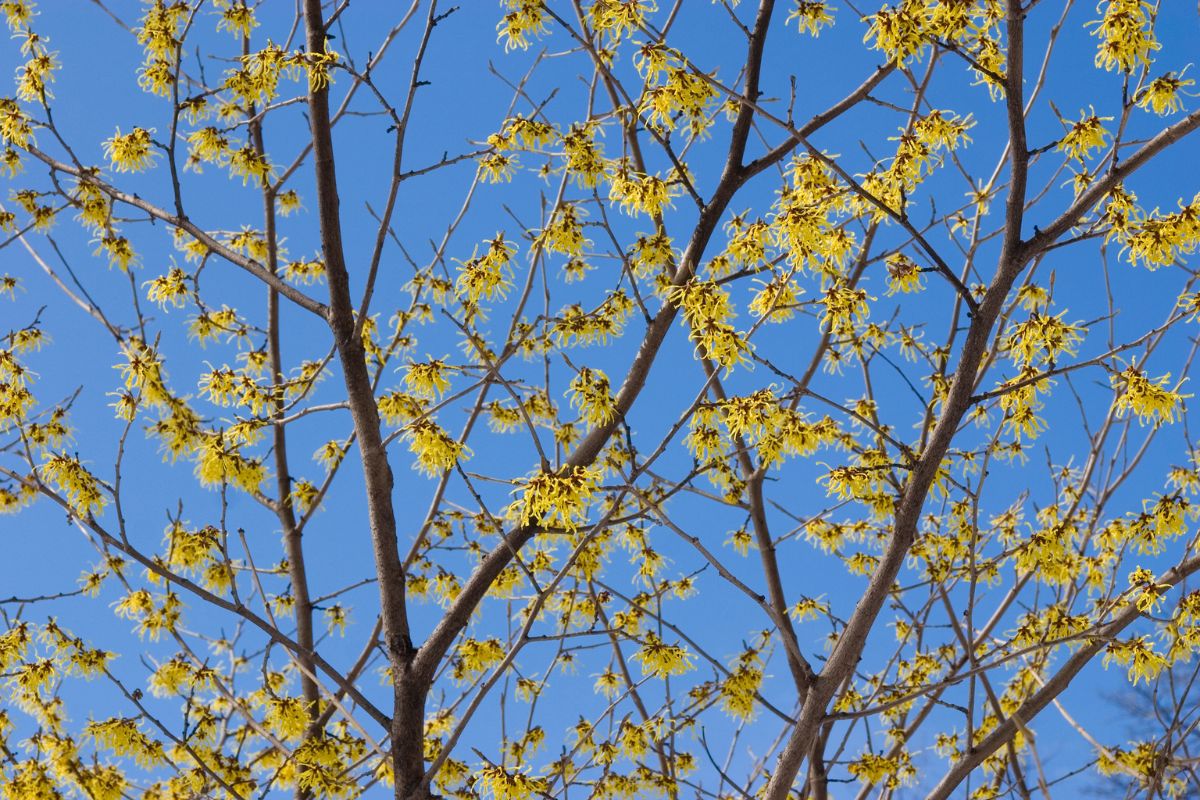 Witch Hazel (Potted)