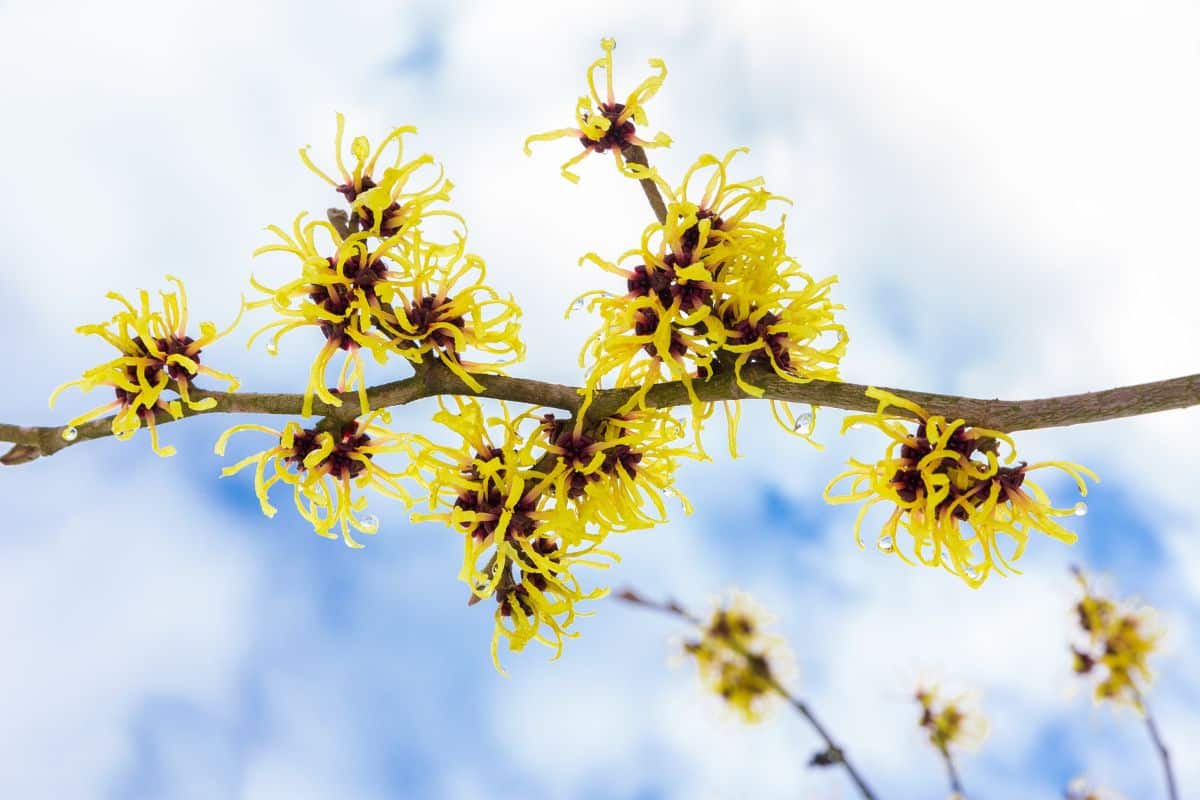 Witch Hazel (Potted)
