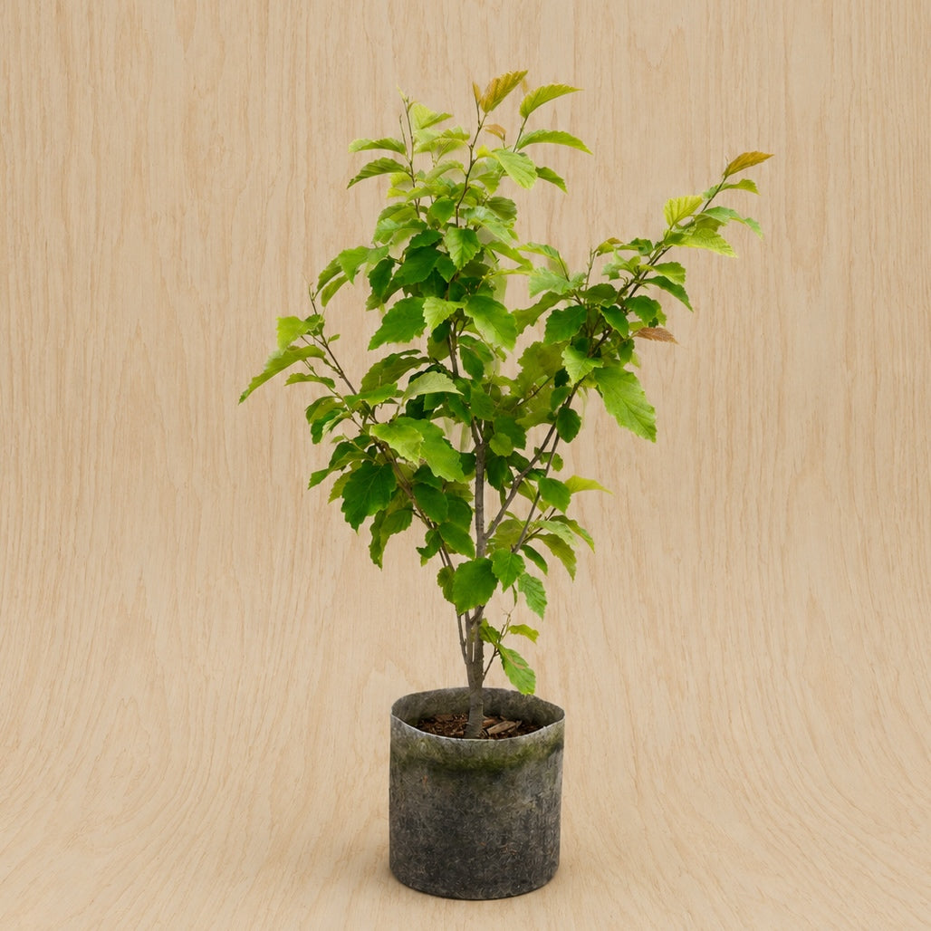 Witch Hazel (Potted)