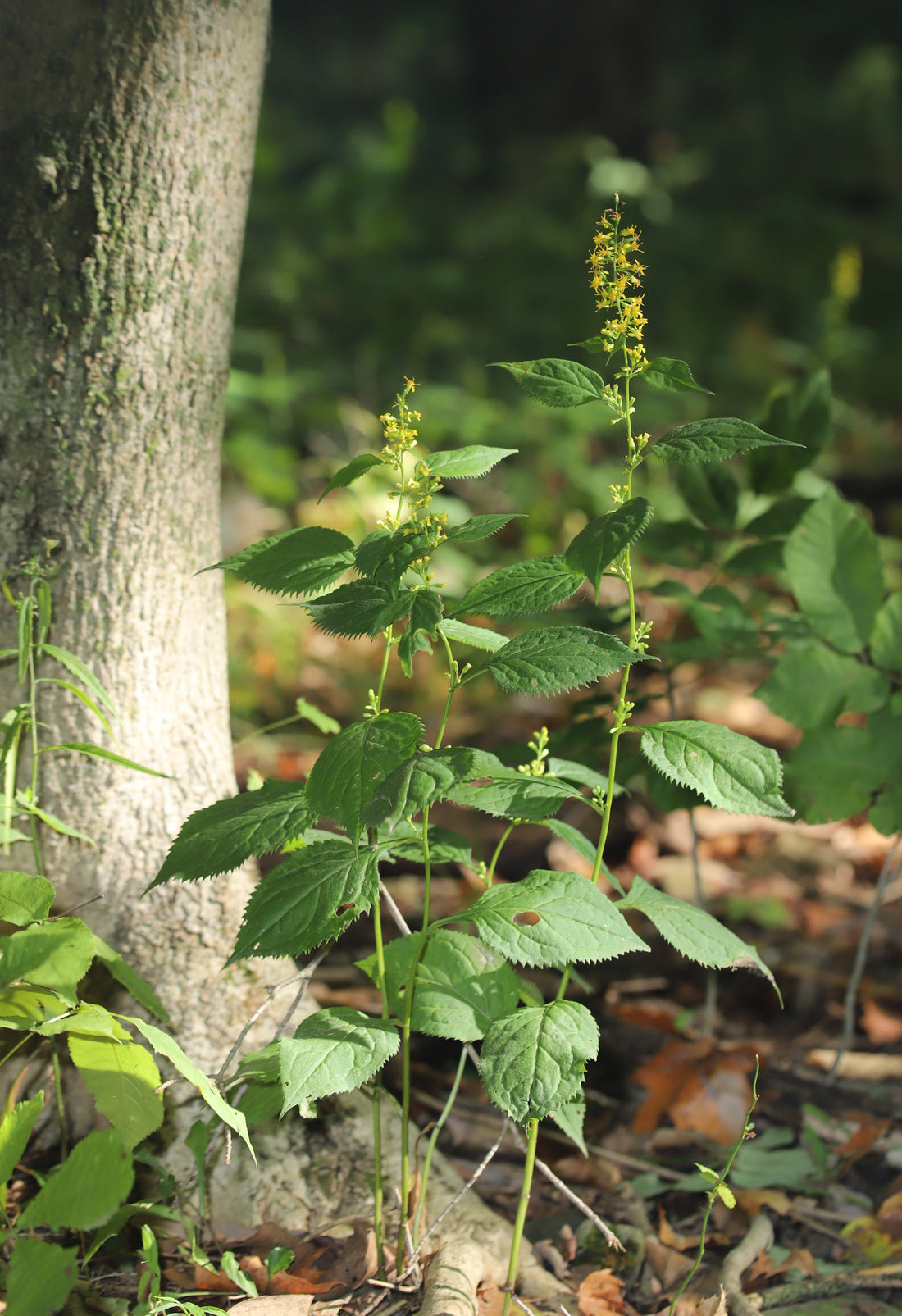 Zigzag Goldenrod (Potted)