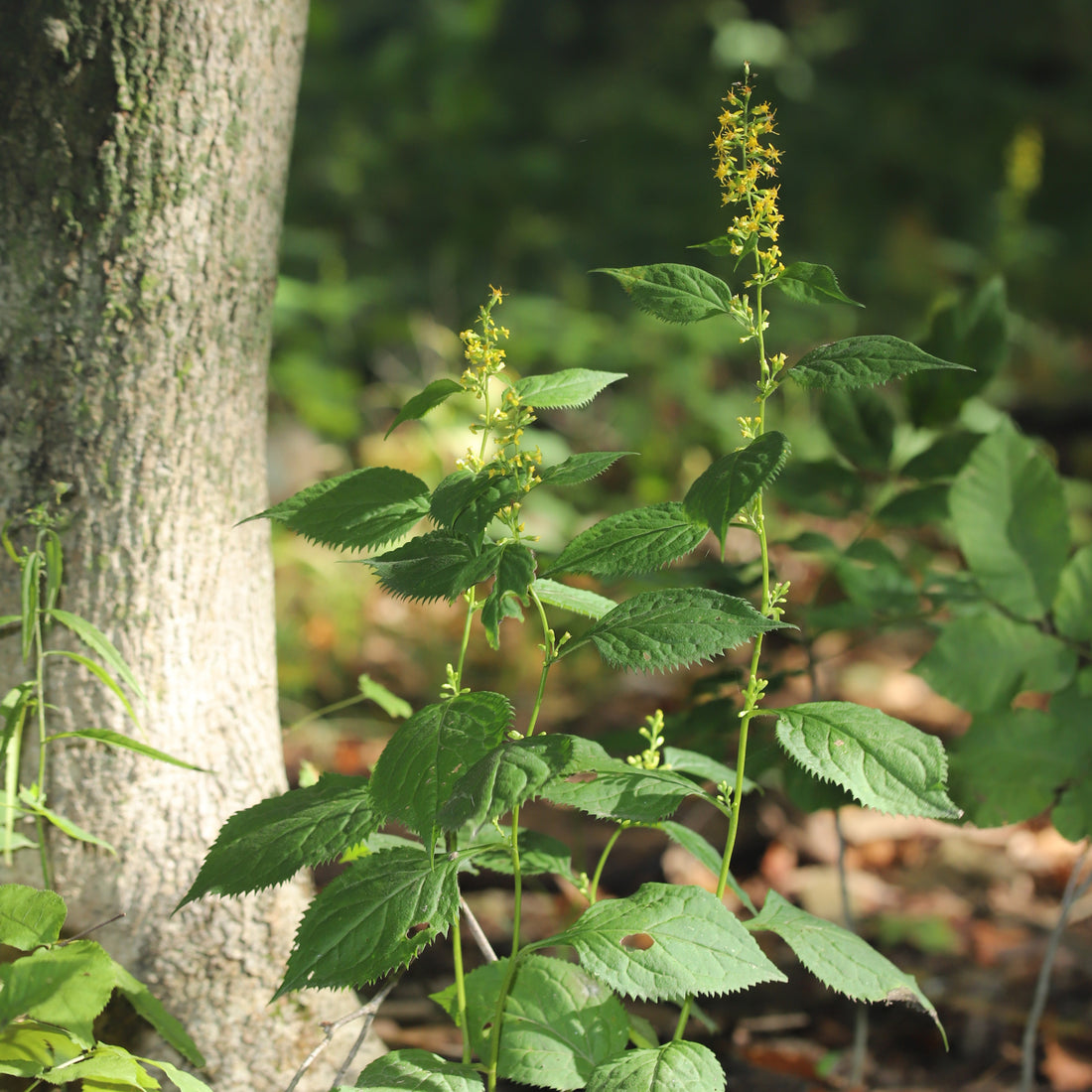 Zigzag Goldenrod (Potted)