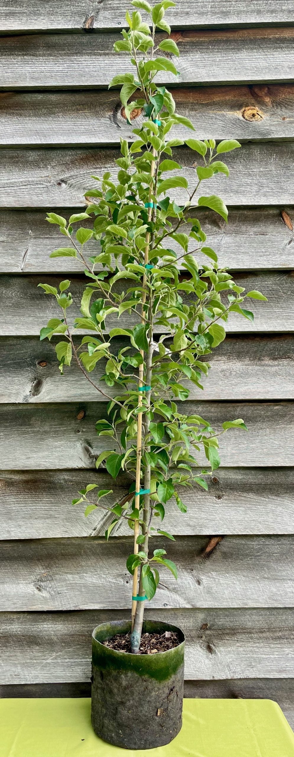 Apple, Grafted (Potted)