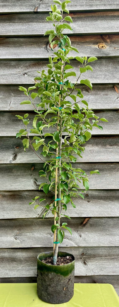 Apple, Grafted (Potted)