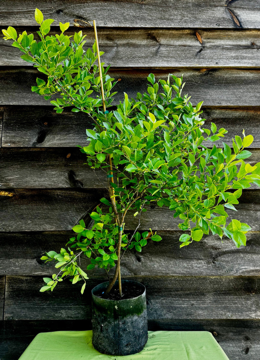 beach house plant Plum, Beach (Potted) – Arthur's Point Farm