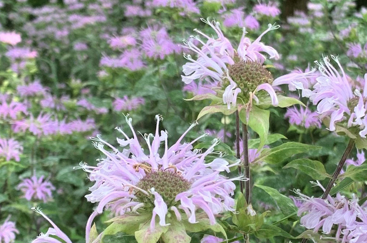 Bee Balm, Wild (Potted)