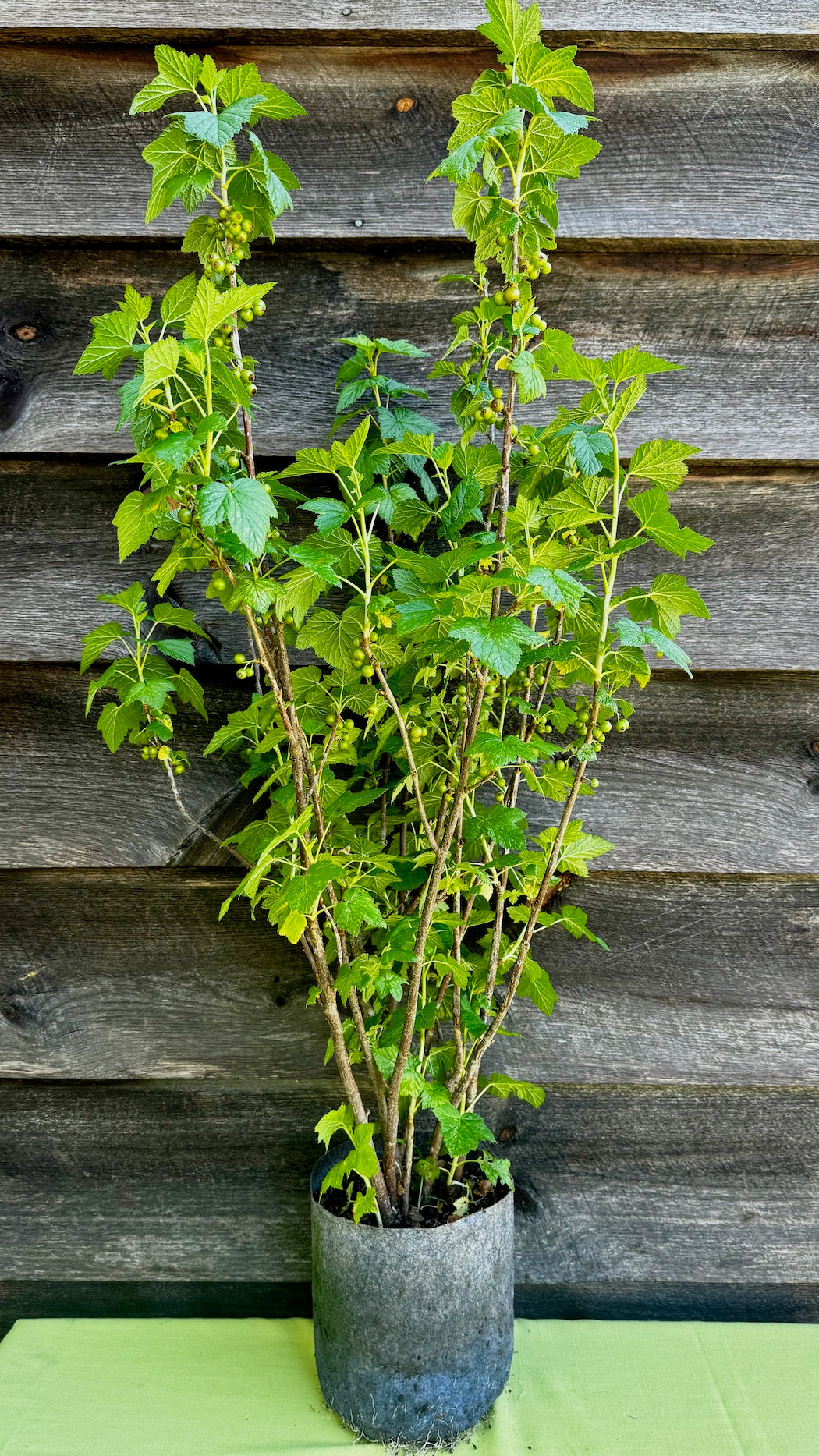 Currant, Black (Titania) (Potted)