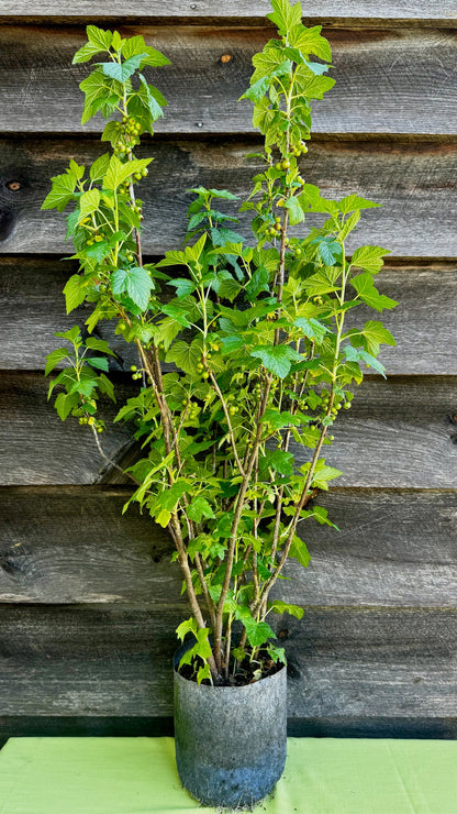 Currant, Black (Titania) (Potted)