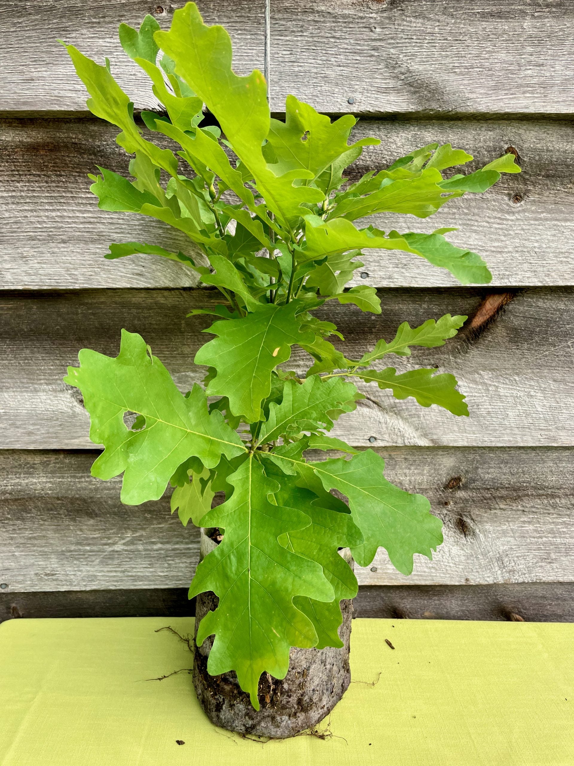 Oak, Bur (Bareroot)
