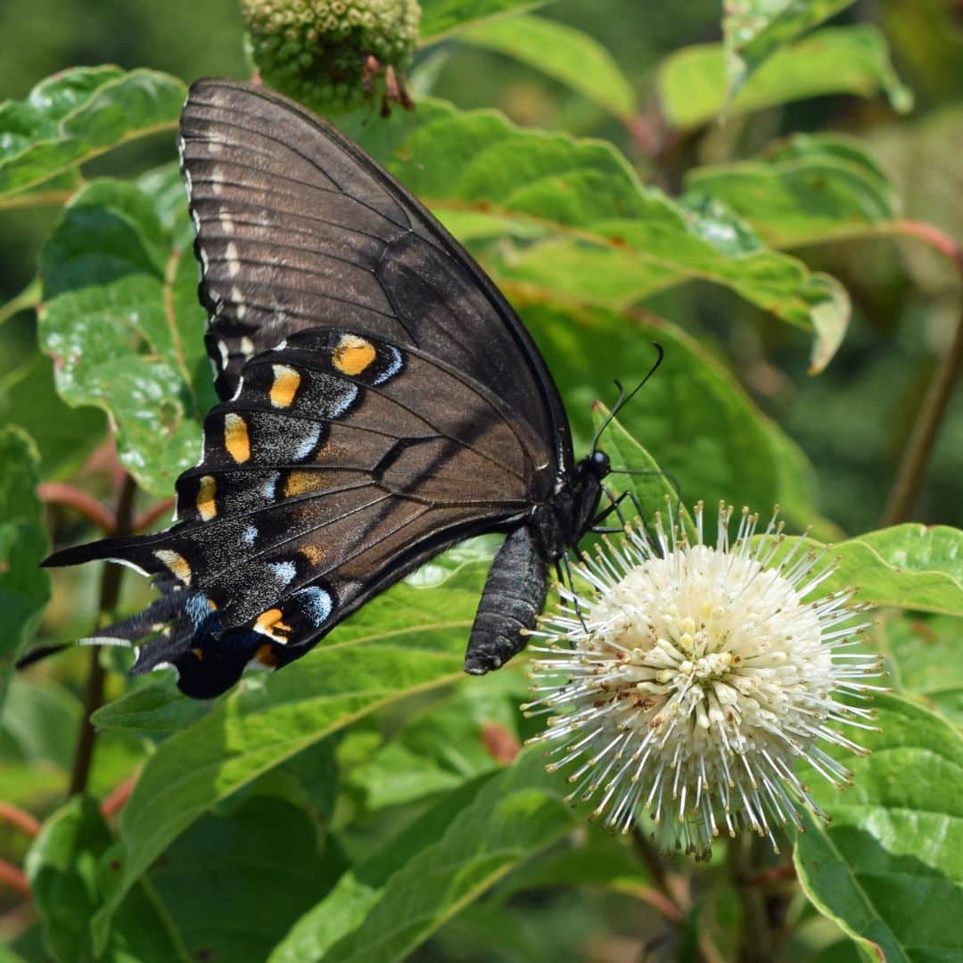 Buttonbush (Bareroot)