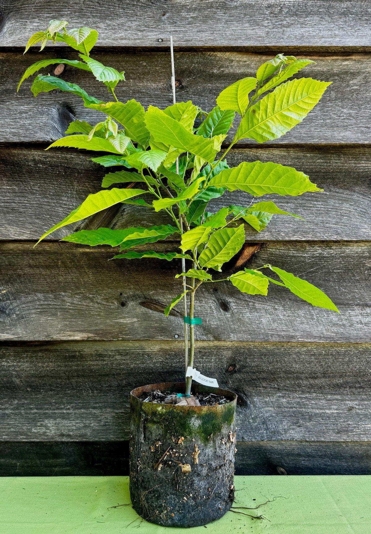Chestnut, Hybrid (Potted)