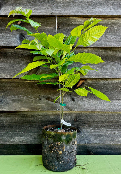 Chestnut, Hybrid (Potted)