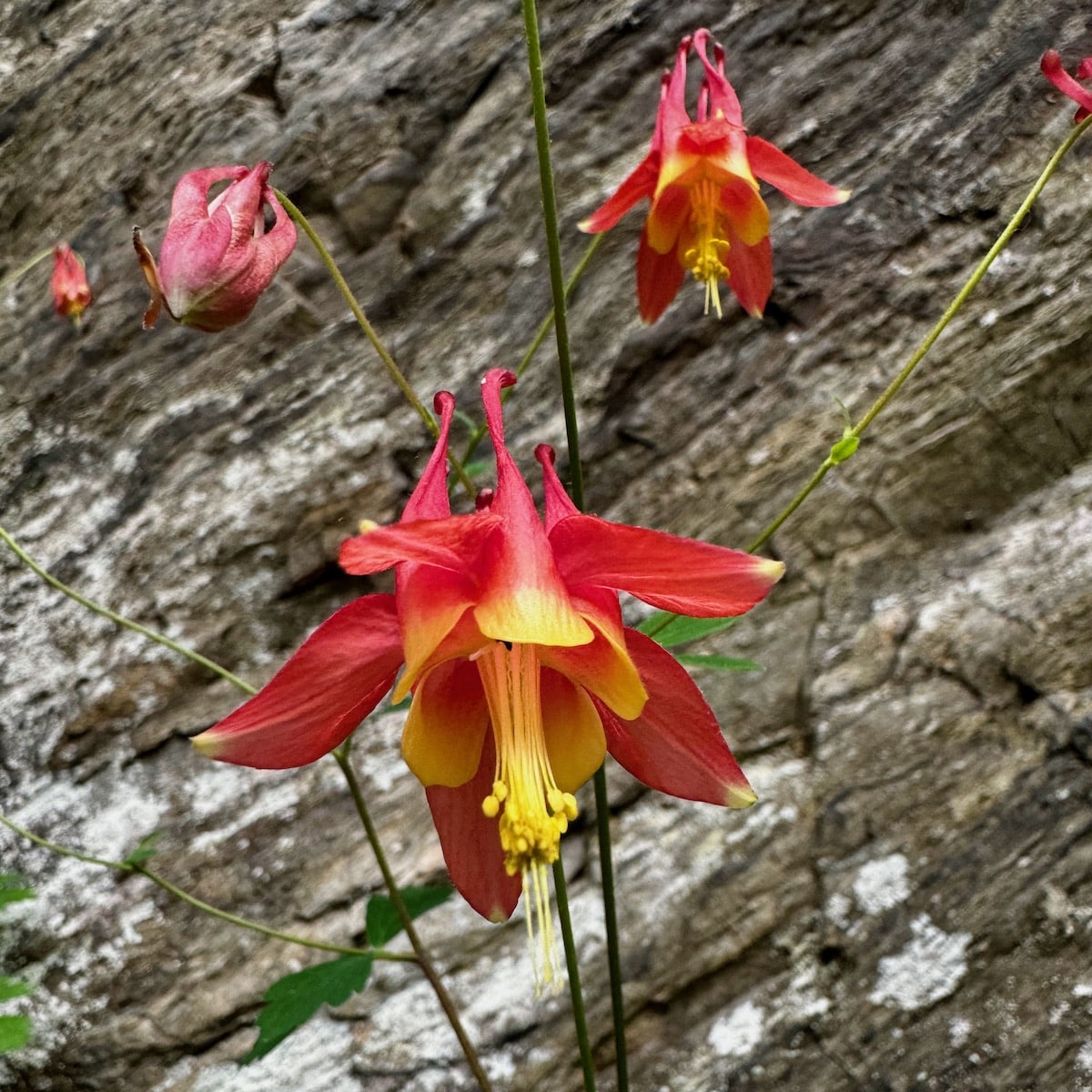 Wild Columbine (Potted)
