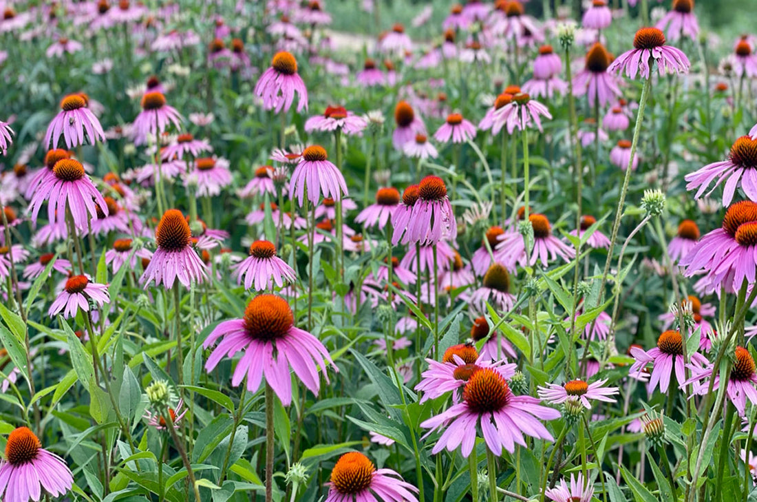 Purple Coneflower (Potted)