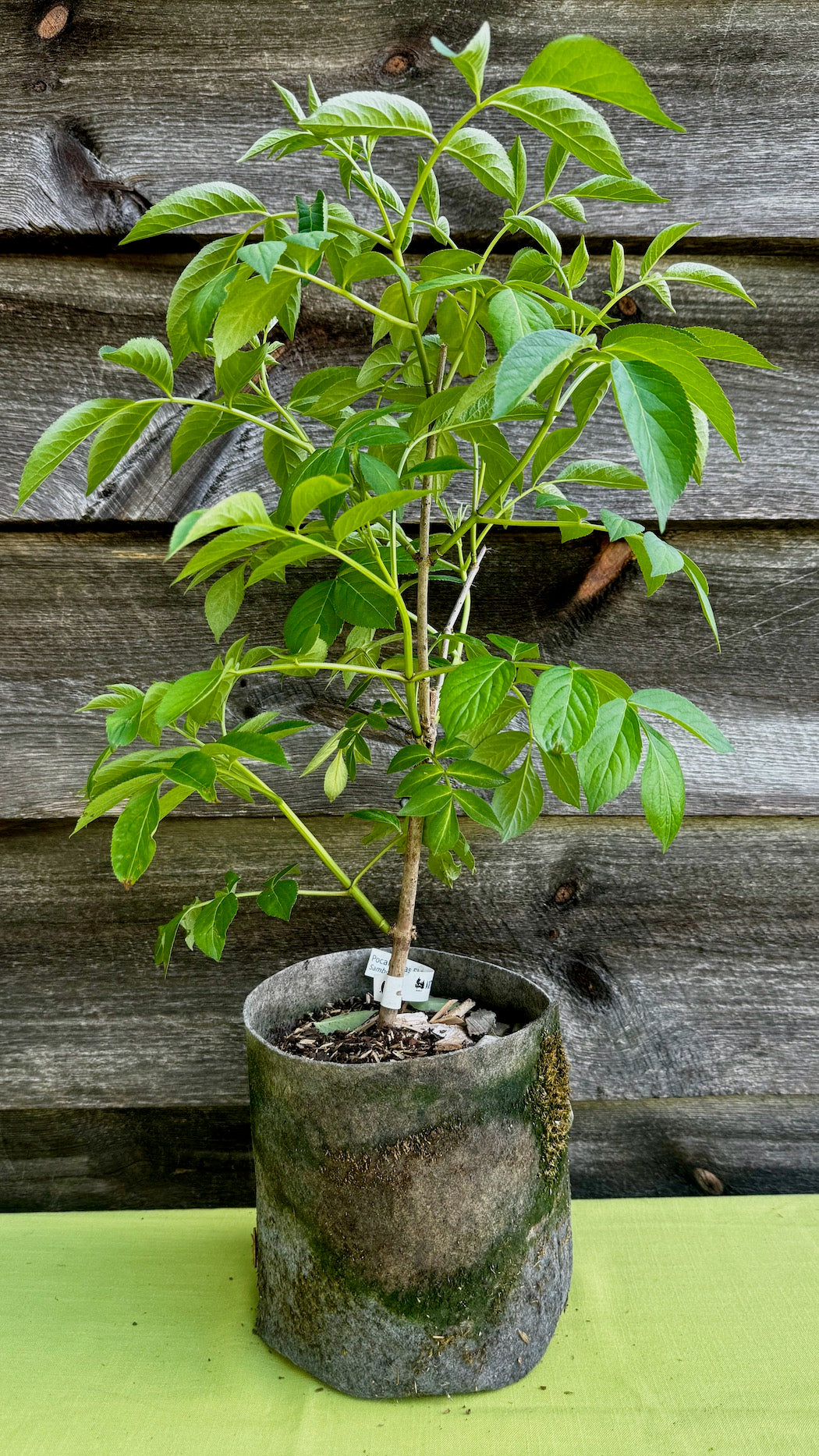 can you plant elderberry in a pot Elderberry, Common (Potted) – Arthur's Point Farm